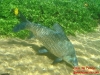 peixe