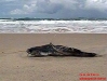 peixes-aparecem-mortos-na-praia-de-enseada-dos-corais