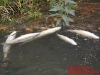 peixes-mortos-no-rio-parana