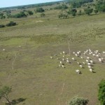 Pecuária será mantida no Pantanal