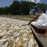 Seca causa morte de milhares de peixes em Manaquiri