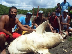 Tubarão 430 kg