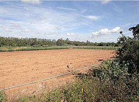 Terreno em Planaltina: em vez de tanques com tilápias, uma plantação de mandioca - André Dusek/AE
