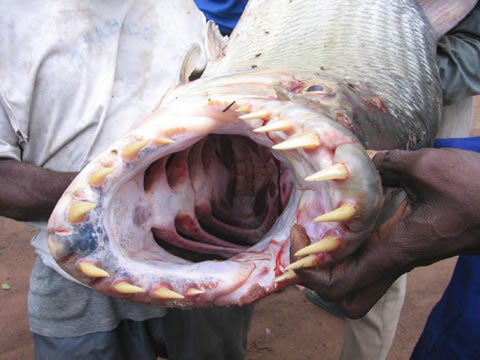 tigerfish3.jpg