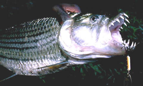 tigerfish4.jpg