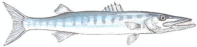 barracuda.jpg