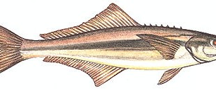 Bijupirá / Cobia