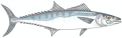 cavala_verdadeira.jpg