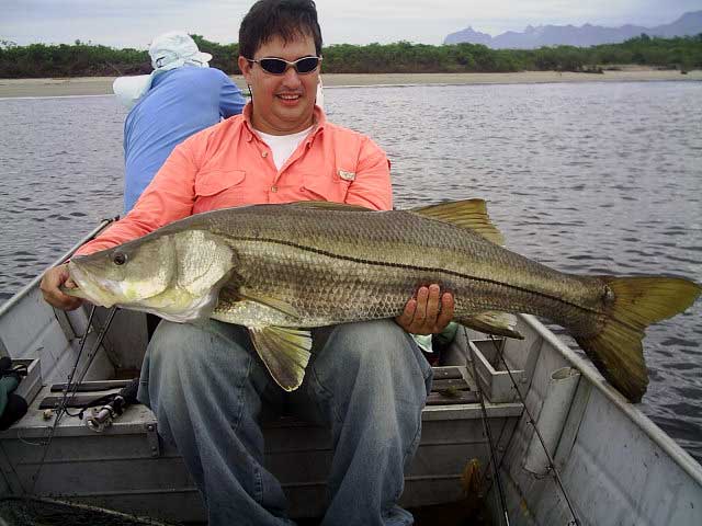 Robalo Flecha 16 Kg