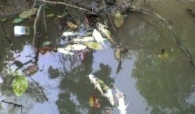 Mortandade de peixes