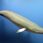 Baleia anã - Foto Ilustrativa