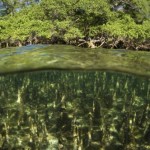 Mangroves at Baie D'Ambodi-Vahibe