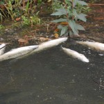 Peixes mortos no Rio Paraná