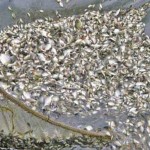 Alagos alevinos disribuidos 