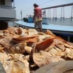 carne de jacare apreendida