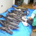 Piracema – Fiscalização já apreendeu quase 4 mil quilos de pescado irregular em MT