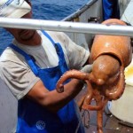 Qualidade polvo é tema de tese de doutorado