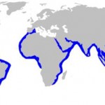 Sphyrna lewin mapa