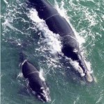 baleia franca