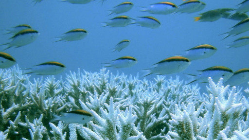 Corais na Austrália | Foto: Reuters
