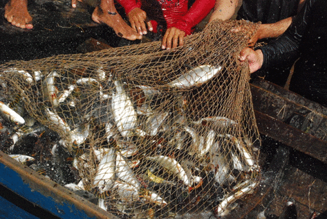 Mais de 80 mil ribeiros vivem da pesca no rio Negro