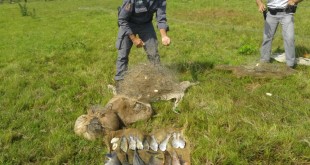 Pesca ilegal em Irapuã