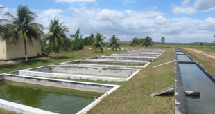 Criação de tilápias (ilustrativa)